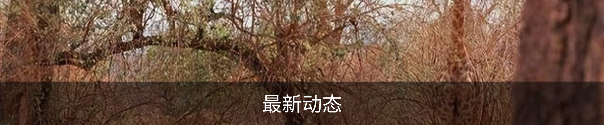 最新动态
